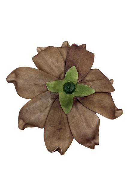 Magnolia piankowa 25 cm ciemny beż