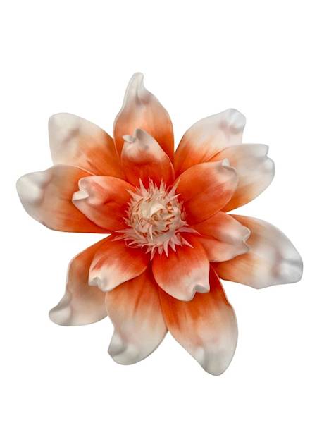 Magnolia piankowa 25 cm pomarańczowa
