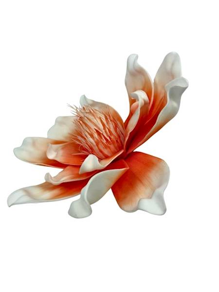 Magnolia piankowa 25 cm pomarańczowa
