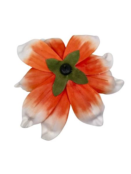 Magnolia piankowa 25 cm pomarańczowa