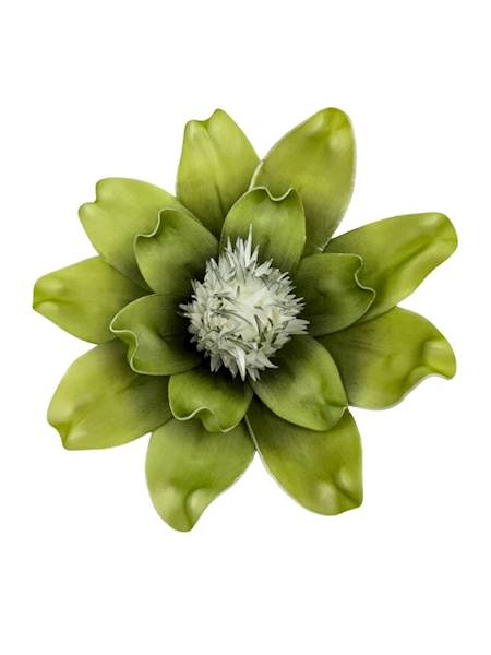 Magnolia piankowa 25 cm zielona