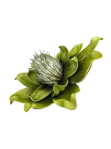 Magnolia piankowa 25 cm zielona