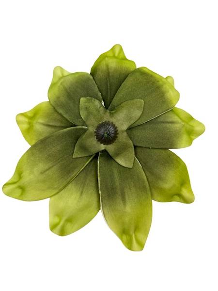 Magnolia piankowa 25 cm zielona