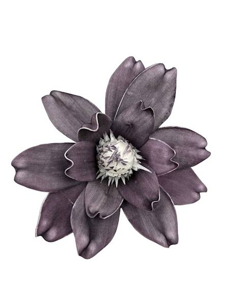 Magnolia piankowa 25 cm brudny fiolet