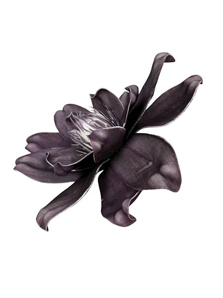 Magnolia piankowa 25 cm brudny fiolet