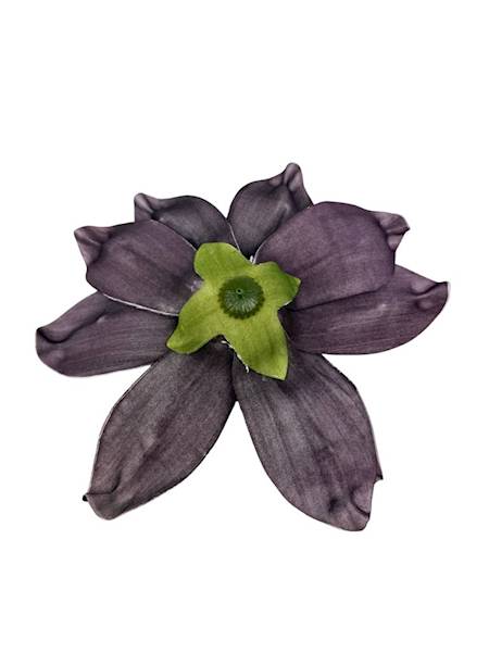 Magnolia piankowa 25 cm brudny fiolet
