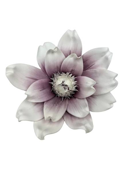 Magnolia piankowa 25 cm biało fioletowa