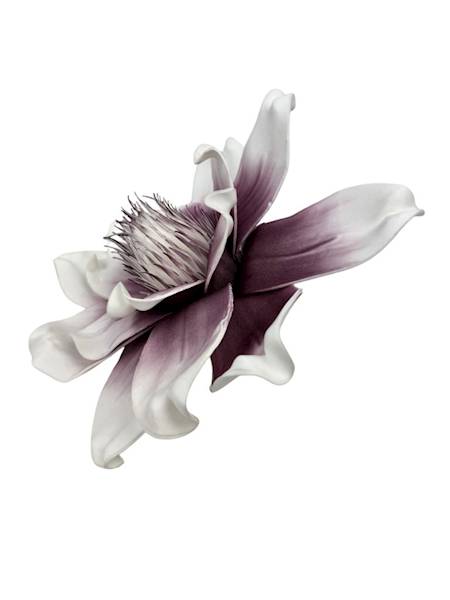 Magnolia piankowa 25 cm biało fioletowa