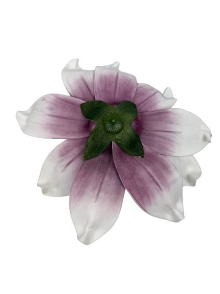 Magnolia piankowa 25 cm biało fioletowa