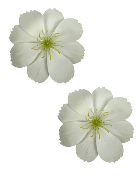Warszawianka główka 13 cm biała 2 SZTUKI