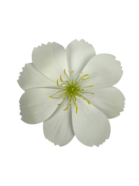 Warszawianka główka 13 cm biała 2 SZTUKI