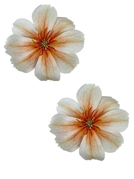 Warszawianka główka 13 cm brzoskwiniowa 2 SZTUKI