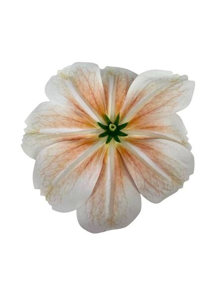 Warszawianka główka 13 cm brzoskwiniowa 2 SZTUKI