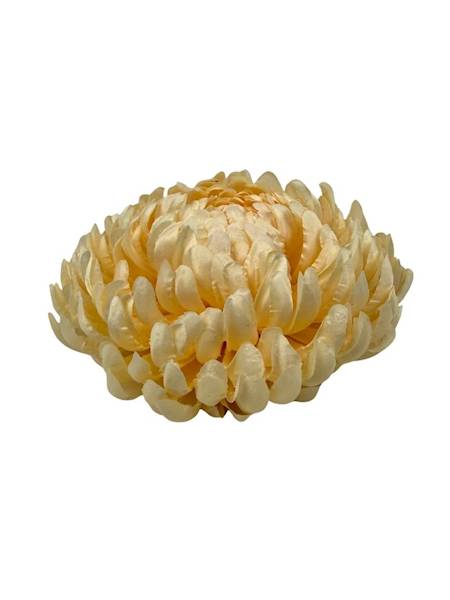 Chryzantema główka XL 16 cm waniliowa