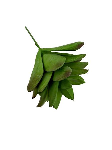 Sukulent na piku 10 cm zielony