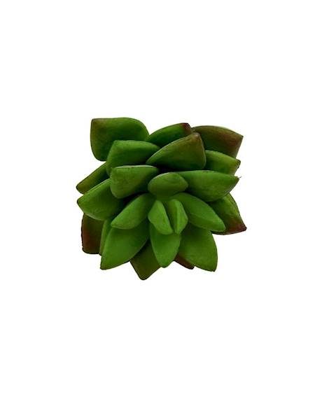 Sukulent na piku 10 cm zielony