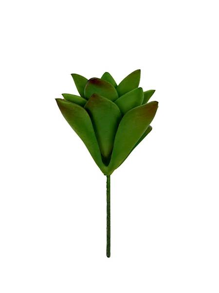 Sukulent na piku 10 cm zielony