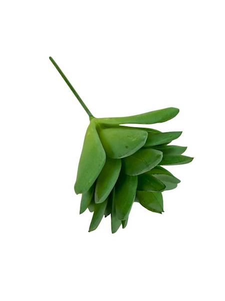 Sukulent na piku 10 cm jasno zielony