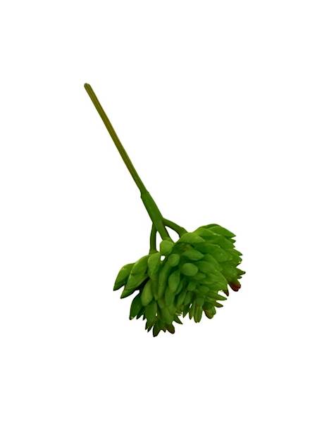 Sukulent na piku 10 cm zielony 2 SZTUKI