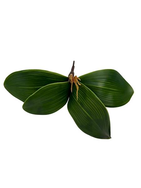Liść storczyka 22 cm