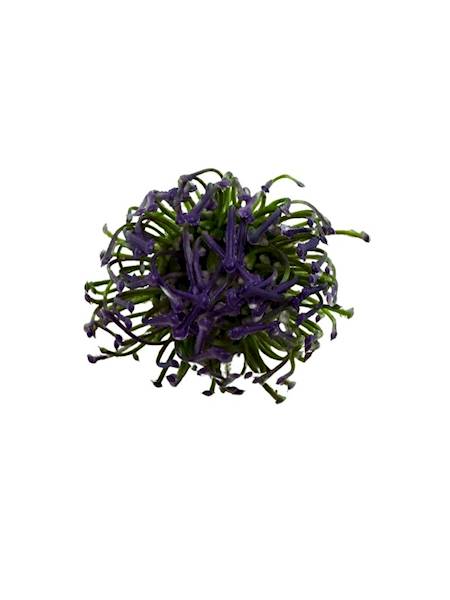 Czosnek główka 6 cm fiolet 2 SZTUKI