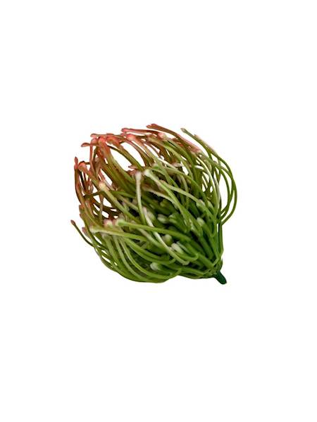 Czosnek główka 6 cm pomarańcz 2 SZTUKI