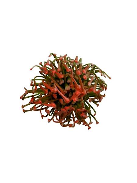 Czosnek główka 6 cm pomarańcz 2 SZTUKI