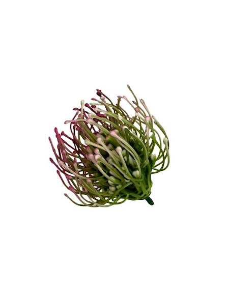 Czosnek główka 6 cm róż 2 SZTUKI
