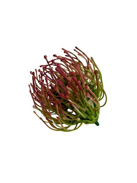 Czosnek główka 6 cm bordo 2 SZTUKI