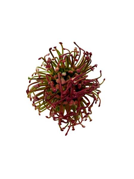 Czosnek główka 6 cm bordo 2 SZTUKI