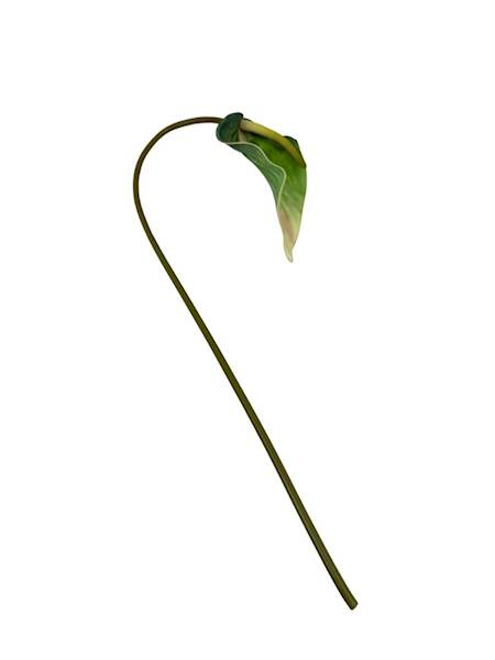 Kalla kalia gałązka 70 cm zielona