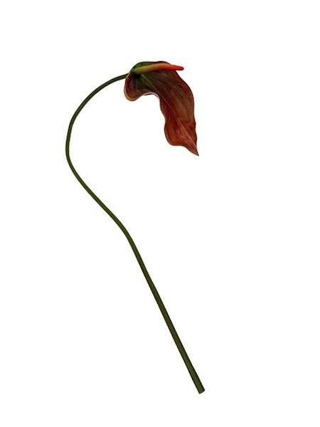 Kalla kalia gałązka 70 cm jasny brąz i zielony