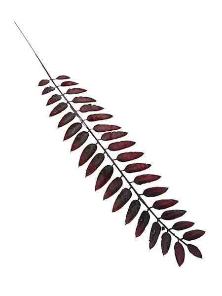 Liść gałązka 50 cm bordo 2 SZTUKI