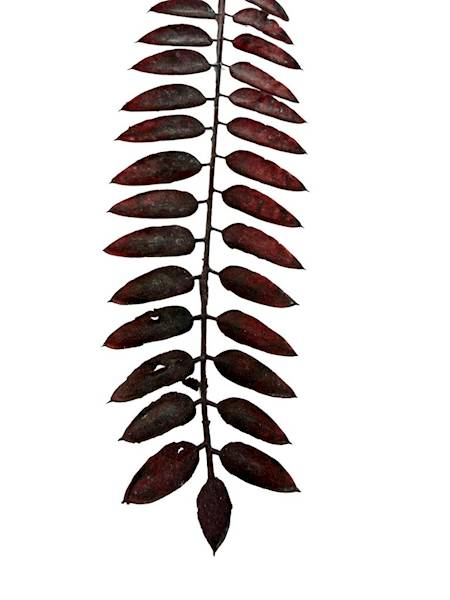 Liść gałązka 50 cm bordo 2 SZTUKI