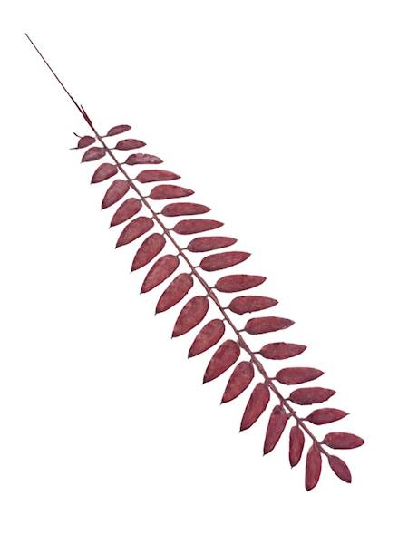 Liść gałązka 50 cm czerwony 2 SZTUKI