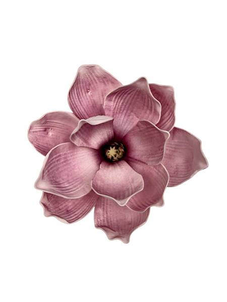 Magnolia piankowa główka 16 cm różowa