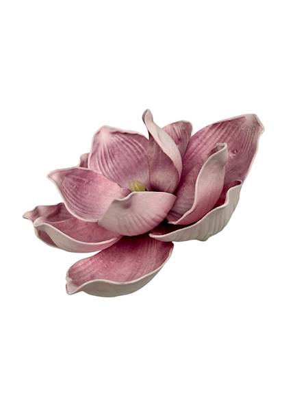 Magnolia piankowa główka 16 cm różowa