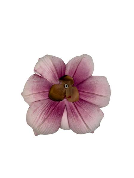 Magnolia piankowa główka 16 cm różowa
