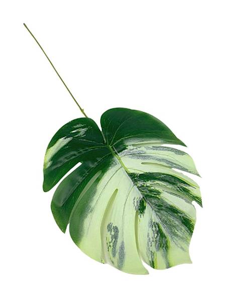 Monstera liść 57 cm zielono kremowy