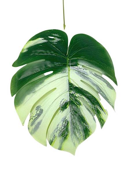 Monstera liść 57 cm zielono kremowy