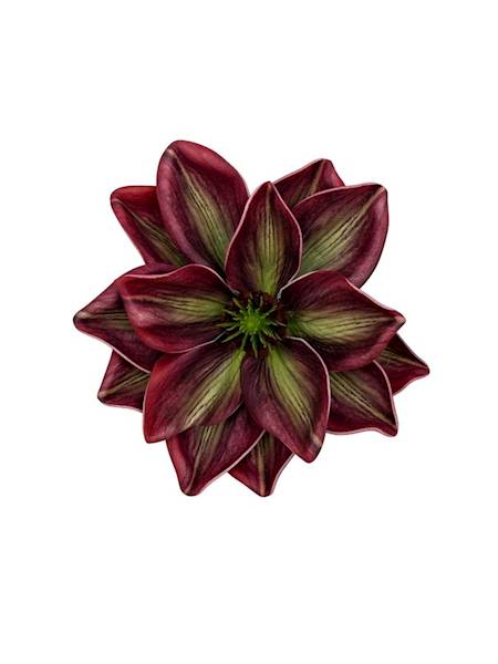 Magnolia piankowa główka 14 cm bordo z zielonym