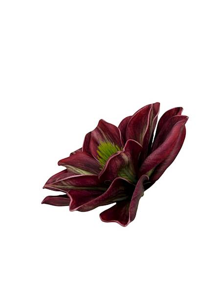 Magnolia piankowa główka 14 cm bordo z zielonym