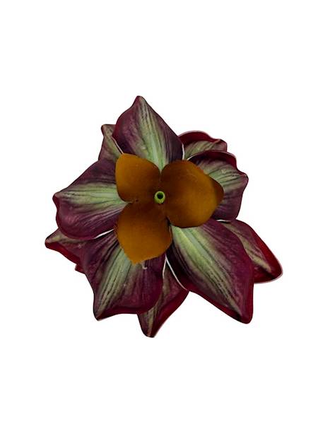 Magnolia piankowa główka 14 cm bordo z zielonym