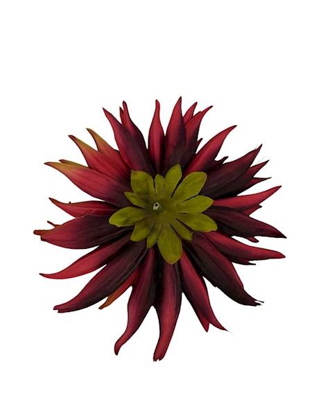Dalia główka 18 cm bordowa