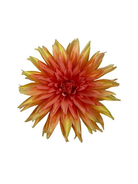 Dalia główka 18 cm brzoskwinia