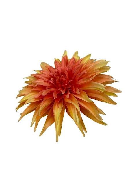 Dalia główka 18 cm brzoskwinia