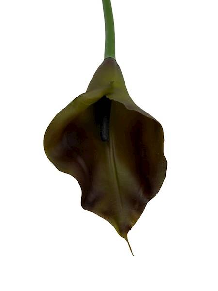 Kalia gumowa 70 cm oliwka brąz