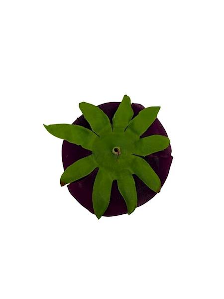 Pełnik główka 8 cm mpurpura z zielonym