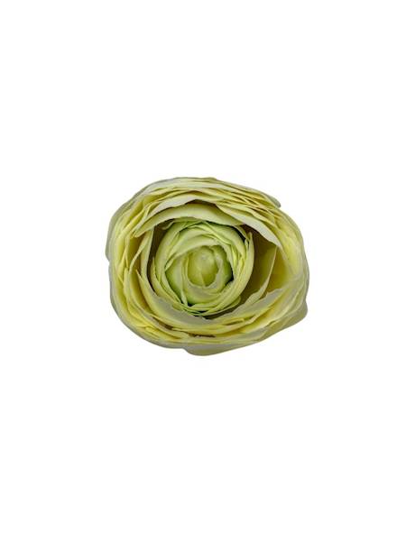 Pełnik główka 8 cm  krem i jasno zielony