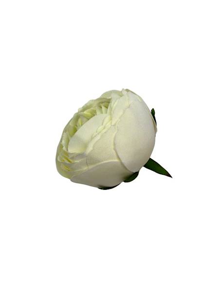 Pełnik główka 8 cm  krem i jasno zielony